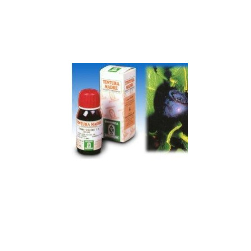 MIRTILLO 31 50ML TM