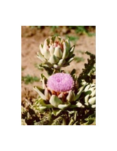 TSA CYNARA SCOLYMUS 50ML