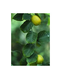 MSA CITRUS LIMONUM 50ML