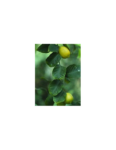 MSA CITRUS LIMONUM 50ML