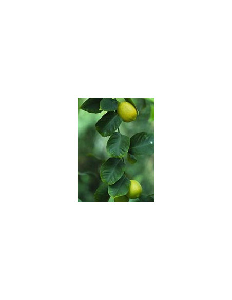 MSA CITRUS LIMONUM 50ML
