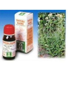 ACHILLEA 51 50ML TM