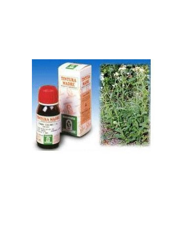 ACHILLEA 51 50ML TM