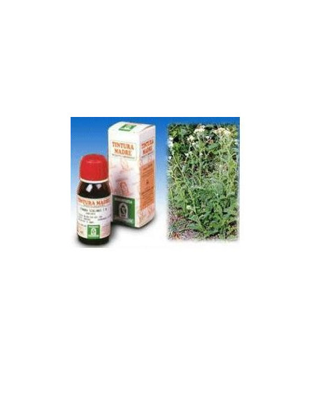 ACHILLEA 51 50ML TM