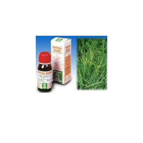 GRAMIGNA 37 50ML TM