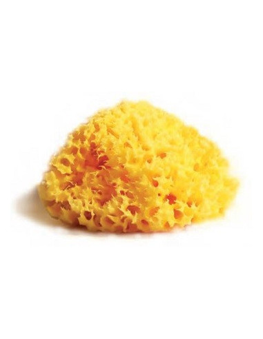 SPUGNA NAT MEDITE LAB ATENEI14