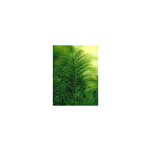 TSA EQUISETUM ARVENSE 50ML