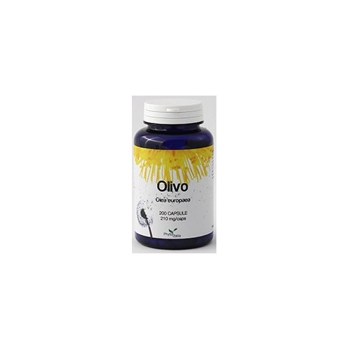 OLIVO 60CPS