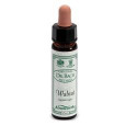 AINSWORTHS WALNUT 10 ML