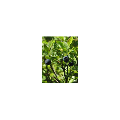 TSA VACCINIUM MYRTILLUS 50ML