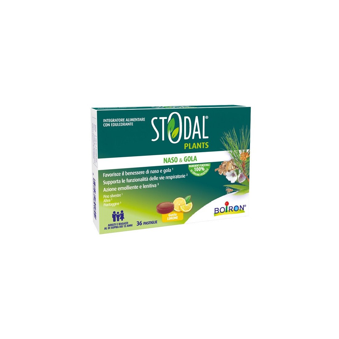 STODAL PLANTS LIMONE 36PAST
