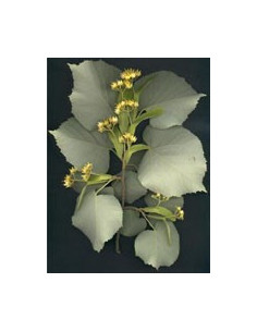 MSA TILIA TOMENTOSA 50ML