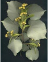 MSA TILIA TOMENTOSA 50ML