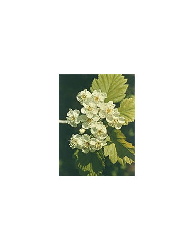 MSA CRATAEGUS OXYACA 50ML
