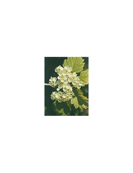 MSA CRATAEGUS OXYACA 50ML