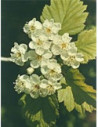 MSA CRATAEGUS OXYACA 50ML