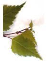 MSA BETULA VERRUCOSA 50ML