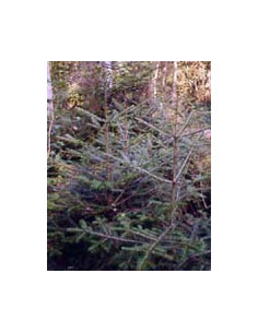 MSA ABIES PECTINATA 50ML