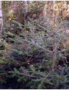 MSA ABIES PECTINATA 50ML