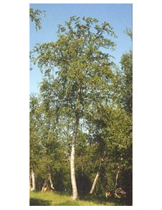 MSA BETULA PUBESCENS 50ML