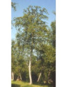 MSA BETULA PUBESCENS 50ML