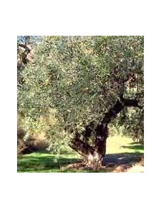 MSA OLEA EUROPEA 50ML