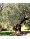MSA OLEA EUROPEA 50ML