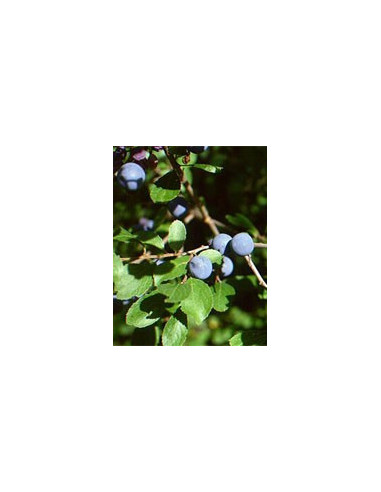 MSA PRUNUS SPINOSA 50ML