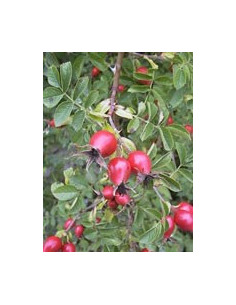 MSA ROSA CANINA 50ML