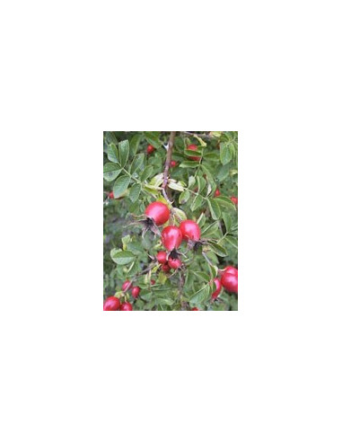 MSA ROSA CANINA 50ML