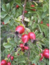 MSA ROSA CANINA 50ML