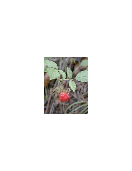 MSA RUBUS IDAEUS 50ML