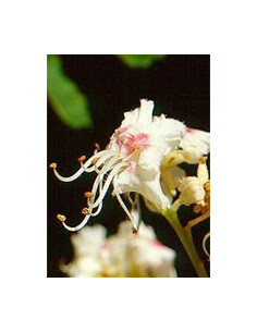 MSA AESCULUS HIPPOCA 50ML