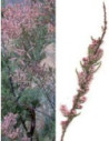 MSA TAMARIX GALLICA 50ML