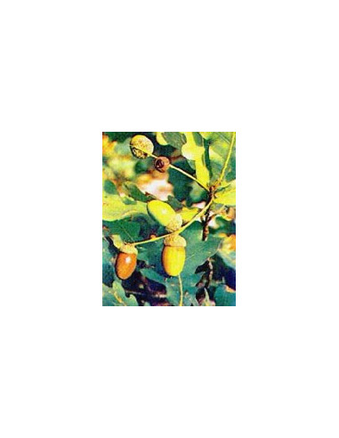 MSA QUERCUS PEDUNCOL 50ML