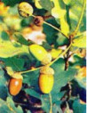 MSA QUERCUS PEDUNCOL 50ML