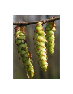 MSA CARPINUS BETULUS 50ML