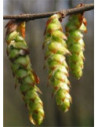 MSA CARPINUS BETULUS 50ML