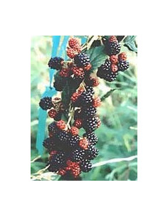 MSA RUBUS FRUCTICOSU 50ML