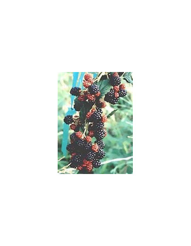 MSA RUBUS FRUCTICOSU 50ML