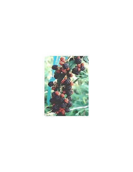 MSA RUBUS FRUCTICOSU 50ML
