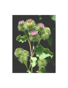 TSA ARCTIUM LAPPA 50ML