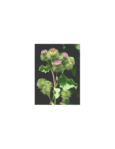 TSA ARCTIUM LAPPA 50ML