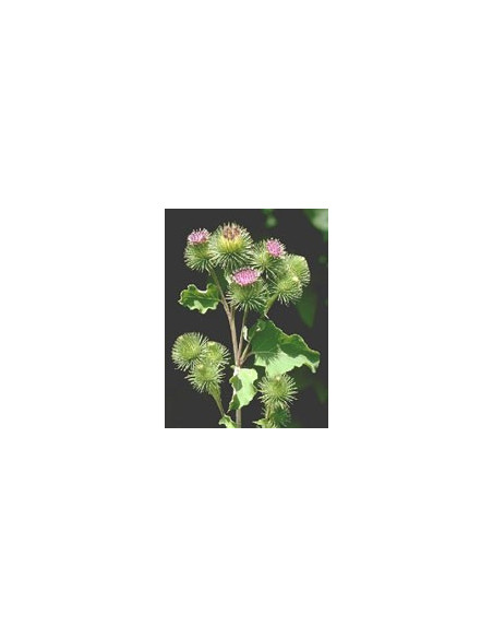 TSA ARCTIUM LAPPA 50ML