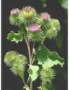 TSA ARCTIUM LAPPA 50ML