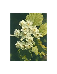 TSA CRATAEGUS OXYCANTHIA 50ML